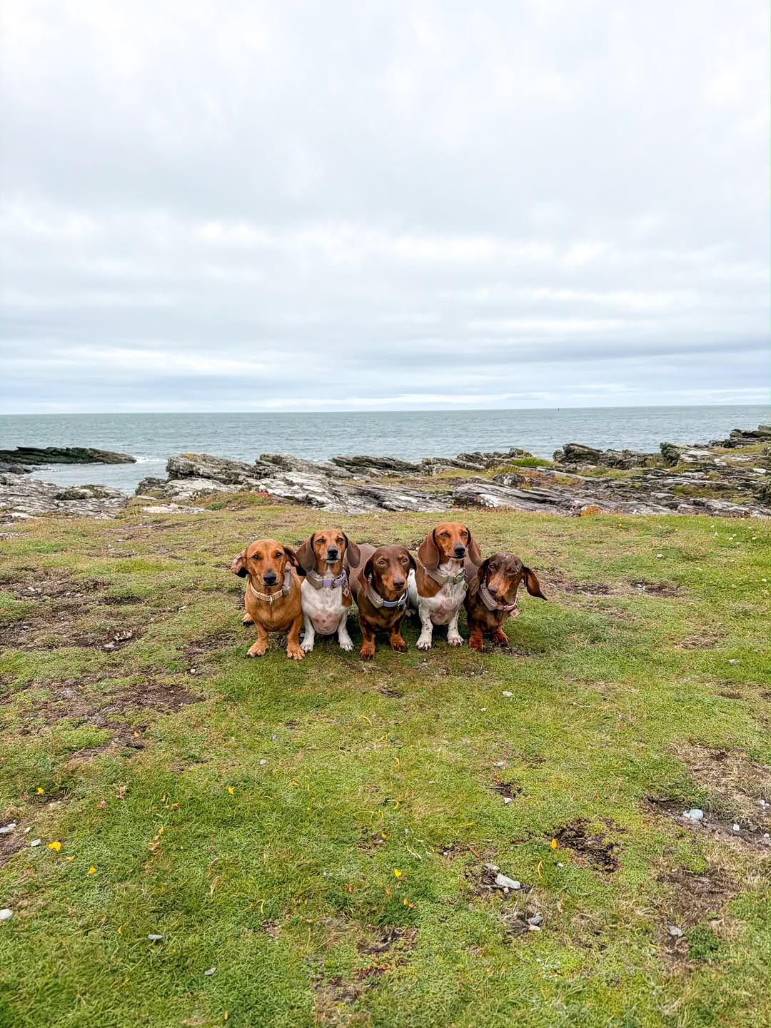 Dachshund puppy raised at Happy Doxies