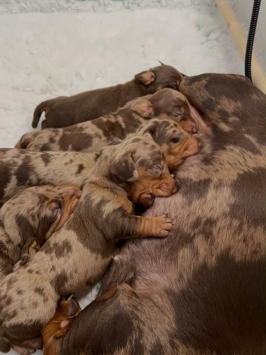Happy Doxies puppy relaxing at home