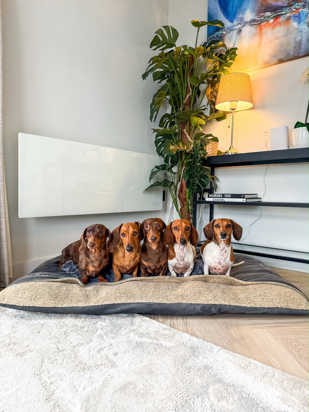 Dachshund breed at Happy Doxies