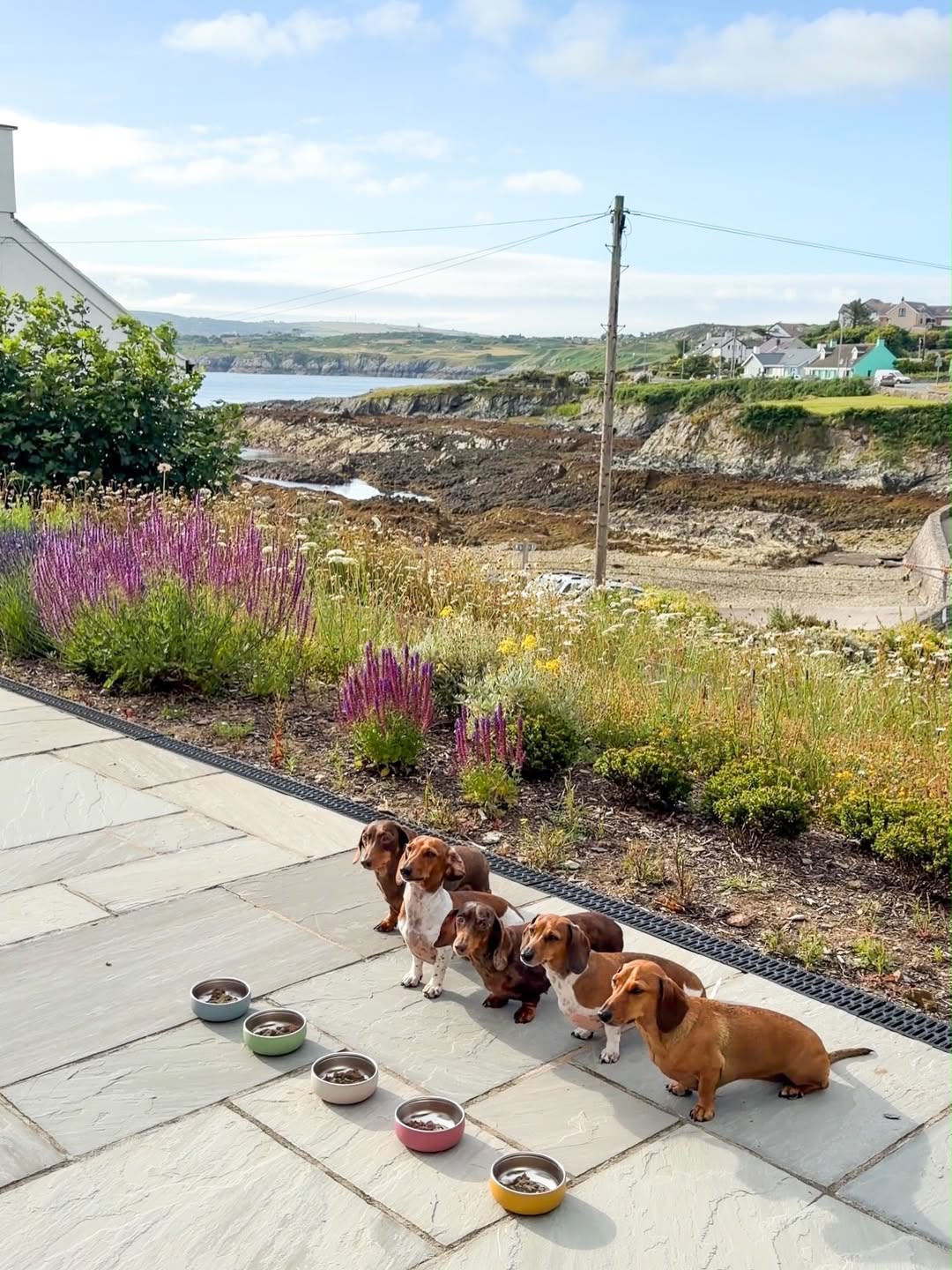 Happy Doxies home-raising environment
